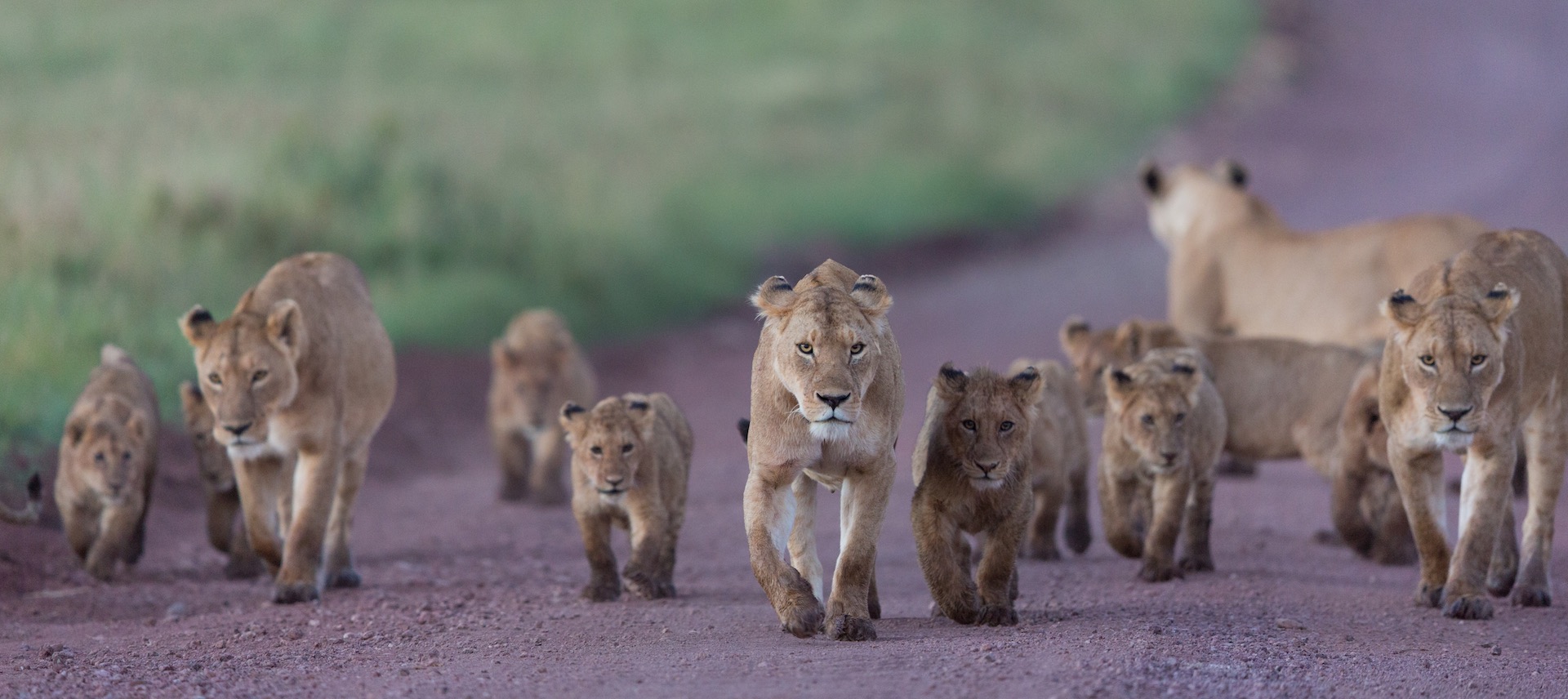 Ngorongoro Crater Banner Photo