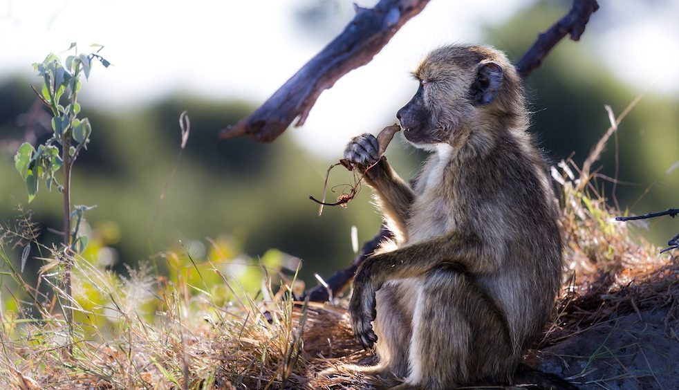 Ruaha National Park Enqiury Photo