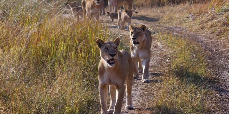 Botswana Banner Photo