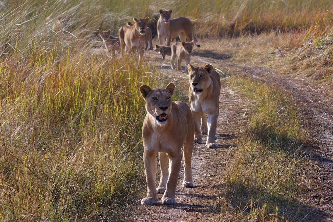 Botswana Banner Photo