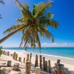 Denis Private Island Palm Tree