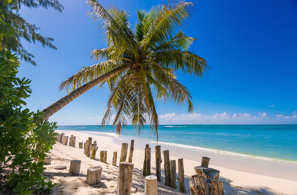 Denis Private Island Palm Tree