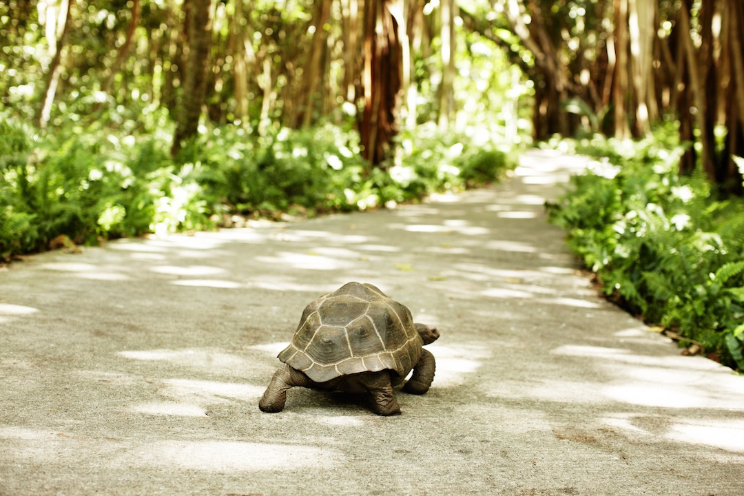 Fregate Private Island Tortoise