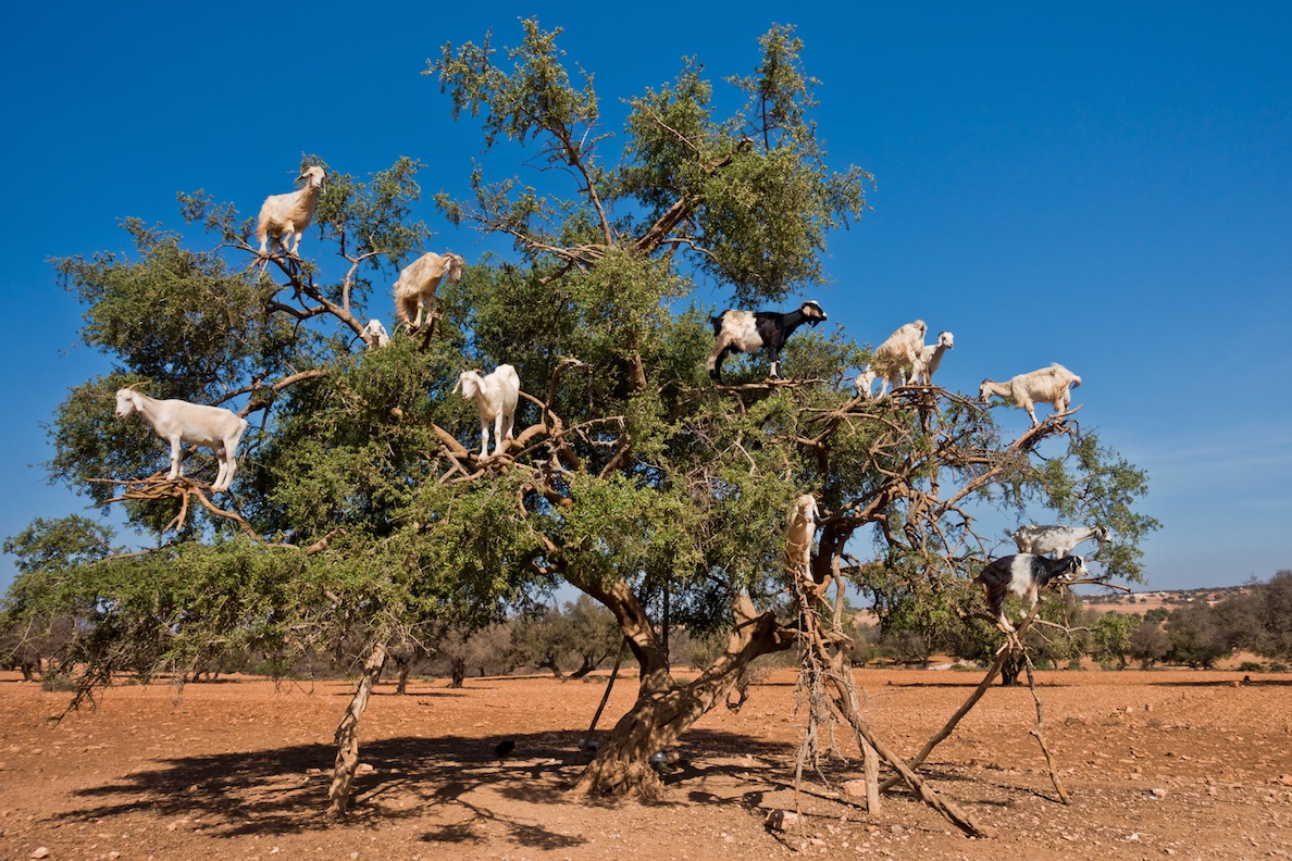 Morocco Argan Goats