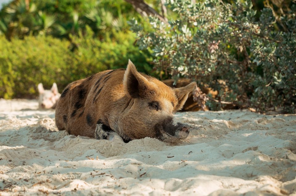 Swimming with pigs and visiting the Bahamas