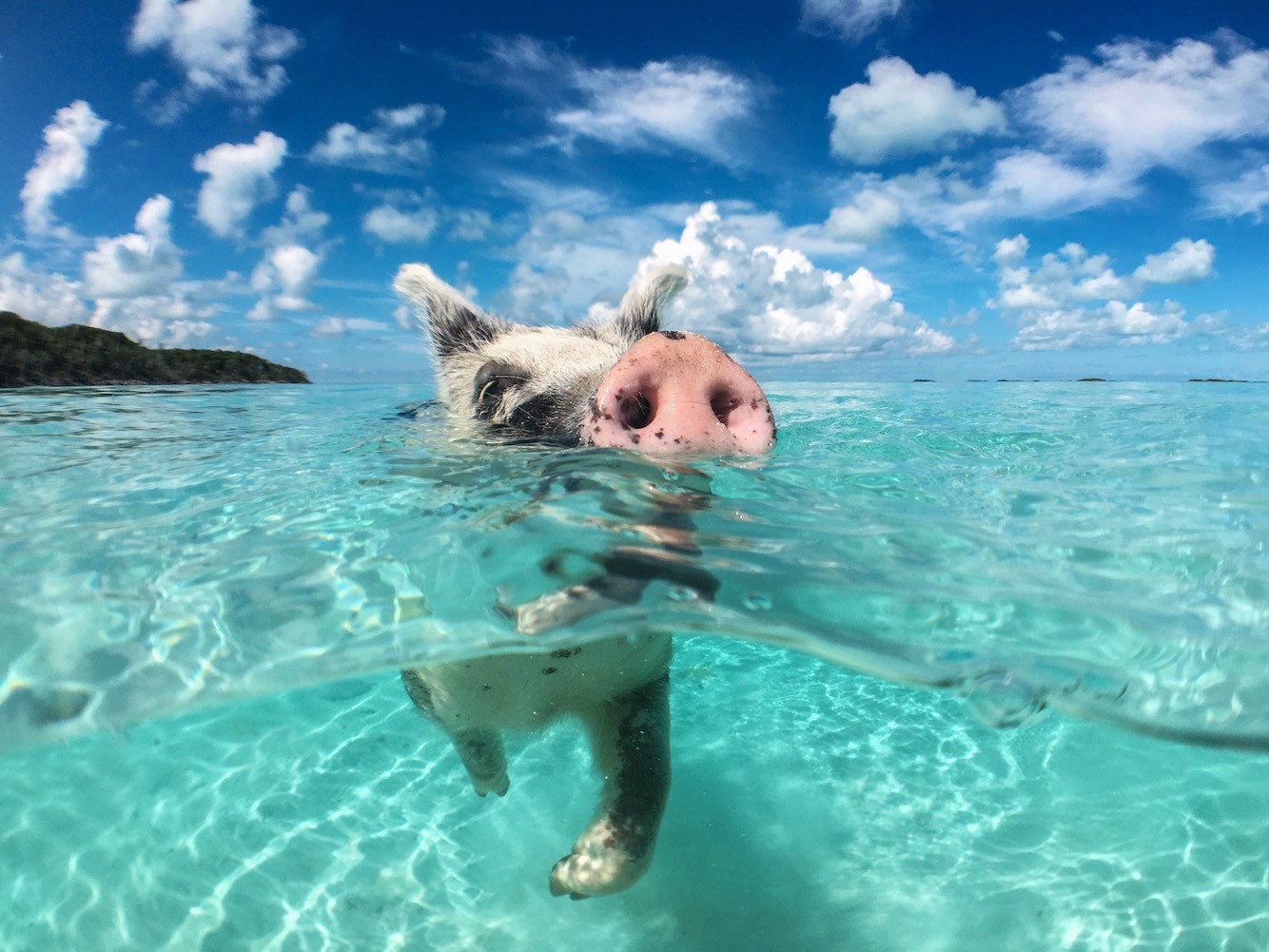 Swimming With Pigs