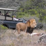 Amakhala Safari Lodge Lion