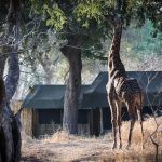 Chada Katavi Giraffe Camp