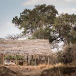 Kigelia Ruaha Relaxation