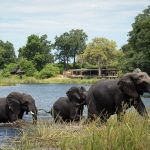 Kings Pool Camp Elephants