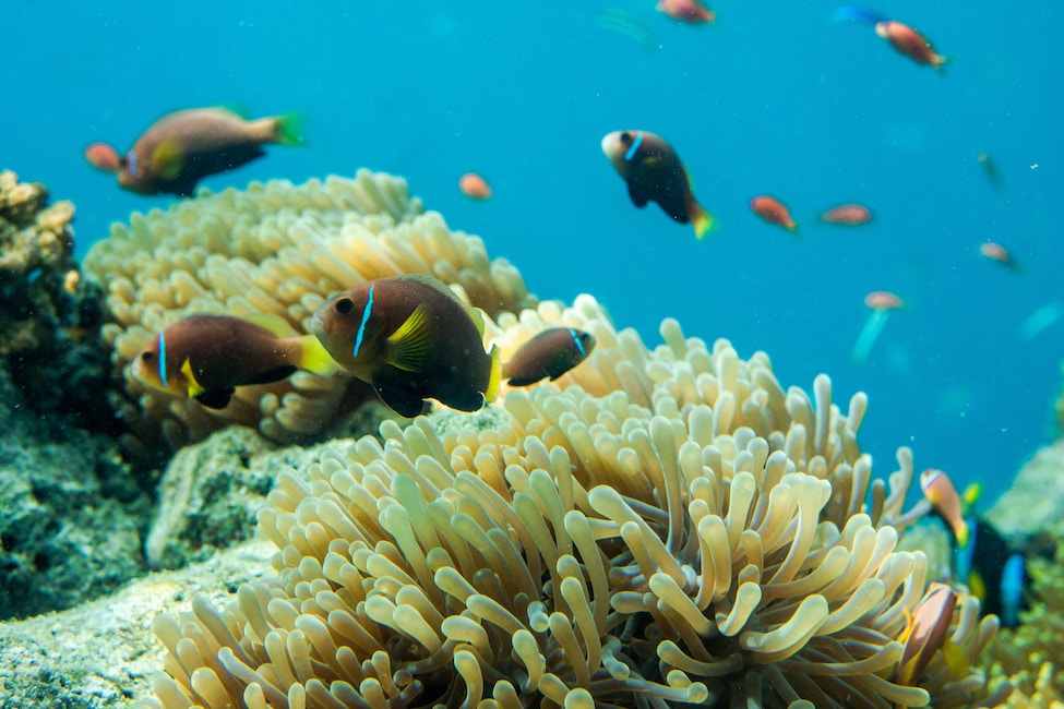 Underwater Maldives Coral