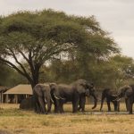 Little Chem Chem Elephant Herd