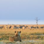 Chobe Game Lodge Game Viewing