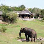 Amakhala Safari Lodge Elephant