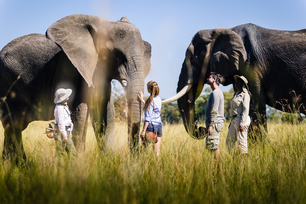 Stanley's Sanctuary Camp Elephants