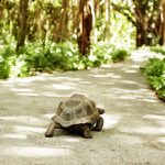 Fregate Private Island Tortoise