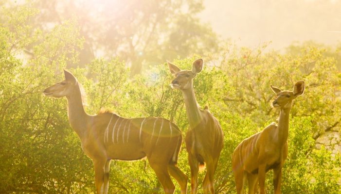 Kruger National Park Sunrise