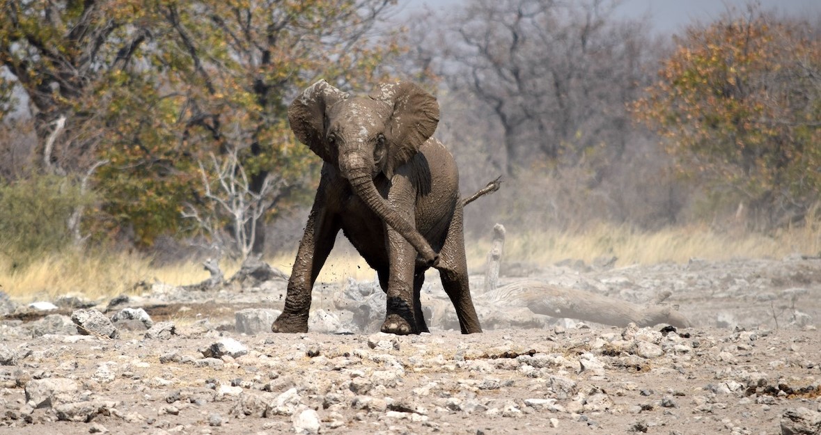 14 day Namibia itinerary banner image