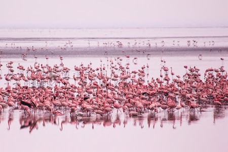 Lake Manyara and Victoria Compressed Thumbnail copy