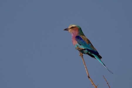 Madikwe And Waterberg Thumbnail Compressed