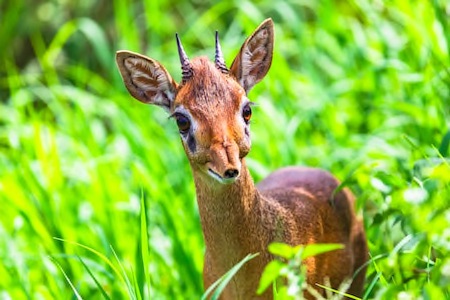 Tarangire National Park Compressed Thumbnail copy