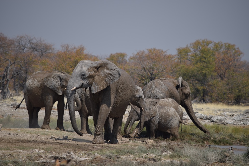 Our Desert Safari Elephants