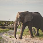 Belmond Savute Elephant Lodge Elephants