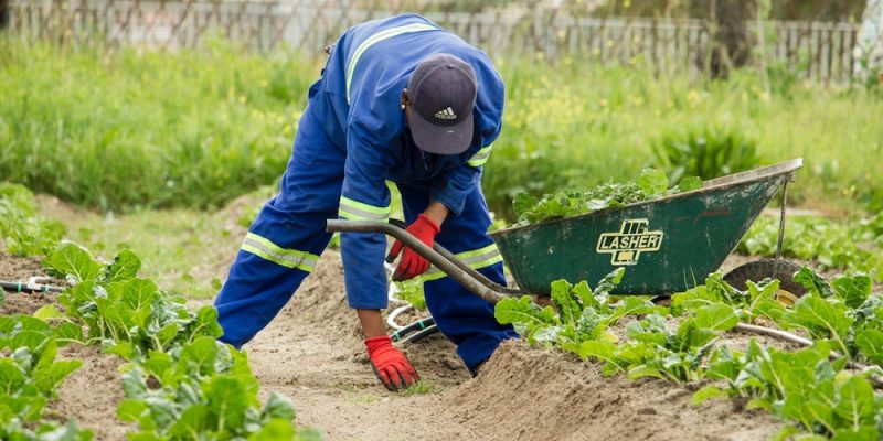 Community Garden Cape Town