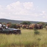 Sanctuary Makanyane Safari Lodge Game Drive