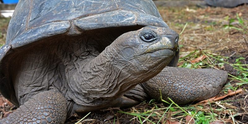 Seychelles Tortoise