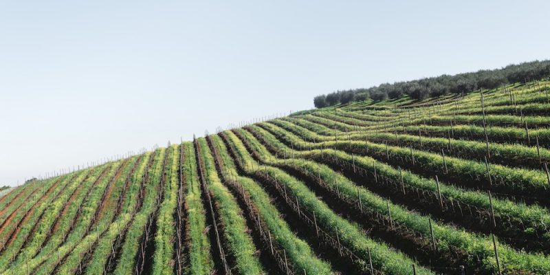 Stellenbosch Vineyards