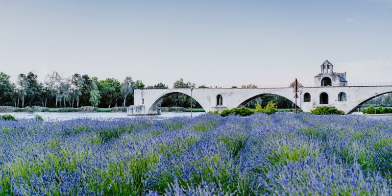 France Lavender