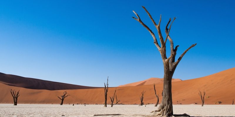 Dead Vlei