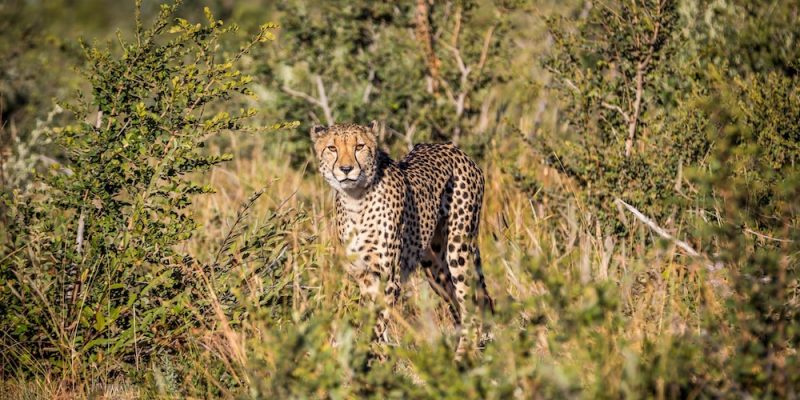 Madikwe Cheetah