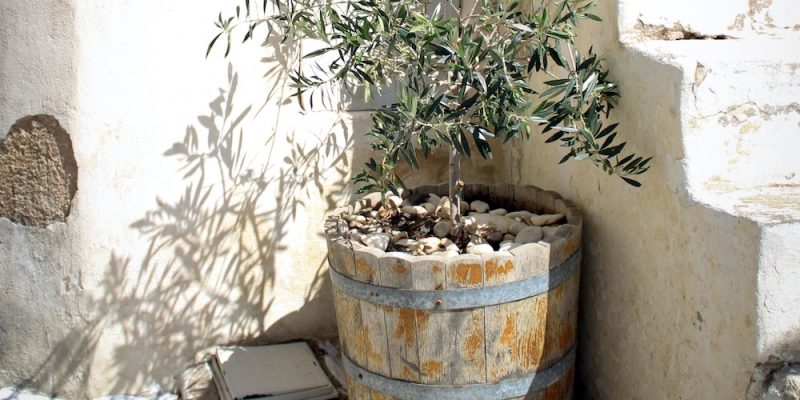 Olive Tree