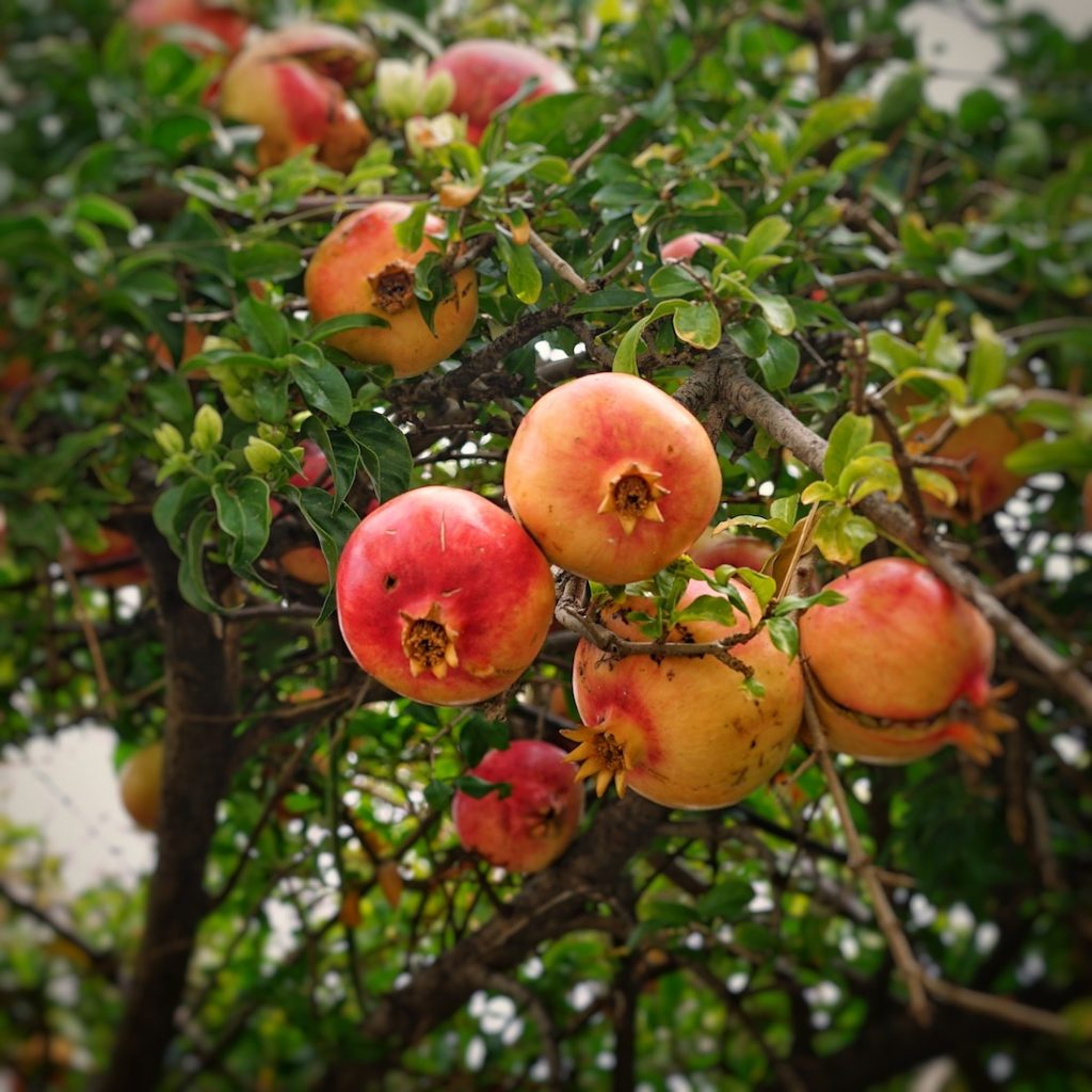 Pomegranates Crete