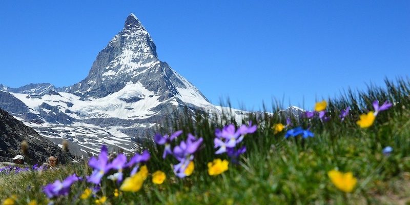 Zermatt Meadow