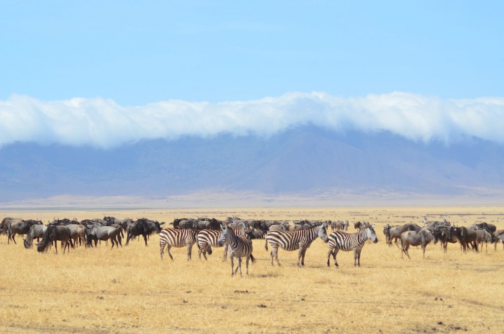 Serengeti Plains